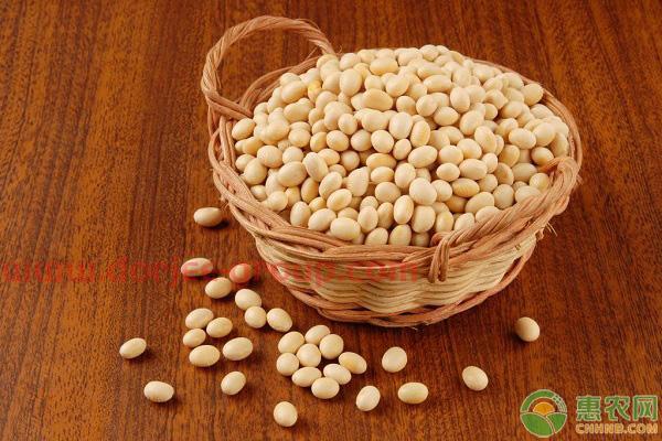 大豆*行情走势如何？附12月30日大豆价格