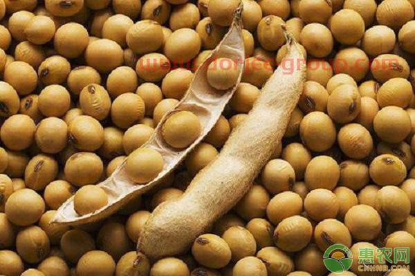 大豆*行情走势如何？附12月30日大豆价格