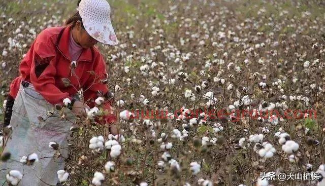 企业谨慎开秤，棉籽价格上涨，籽棉收购渐涨