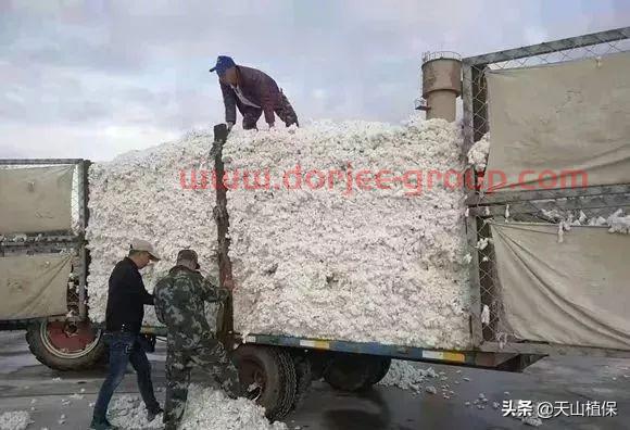 企业谨慎开秤，棉籽价格上涨，籽棉收购渐涨