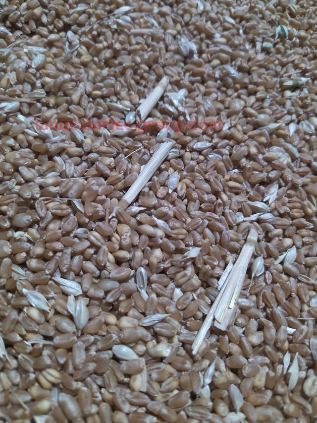 5月27号最新小麦价格